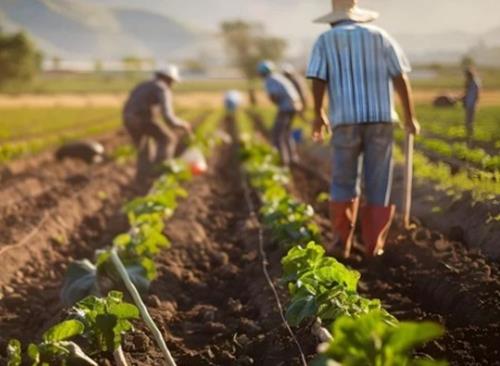 Agricultura portuguesa aumenta produtividade com mão-de-obra a cair