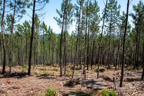 CarmoFarm: Promover a exploração florestal de forma consciente e sustentável