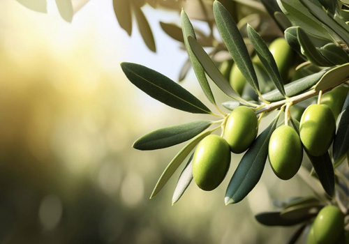 Concurso Nacional de Azeites de Portugal regressa em 2026