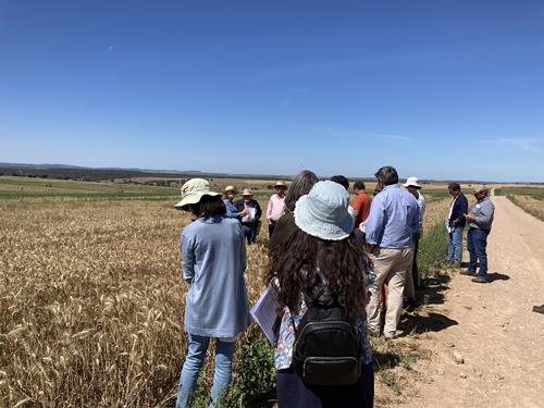 InnoCereal promove manhã de campo sobre cereais sustentáveis